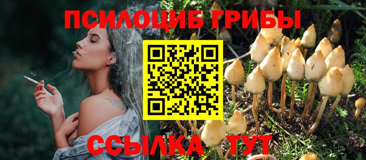 закладка  Галлюциногенные грибы мицелий  Вход с VPN  Псилоцибиновые грибы Psilocybe  Горно-Алтайск 